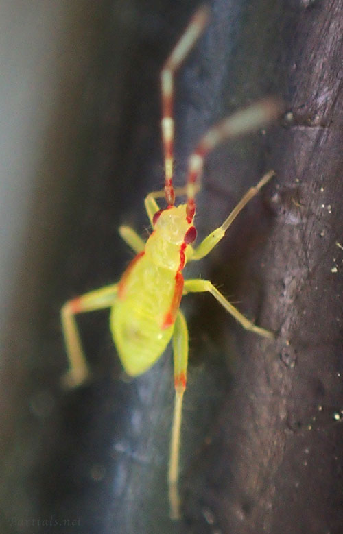 カグヤホソカスミカメ幼虫