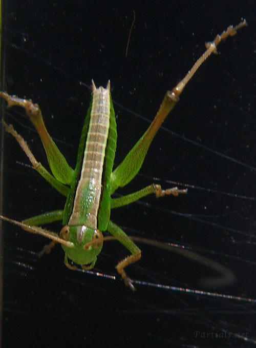 キリギリス幼虫