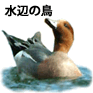 水辺の鳥