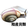 陸産貝類
