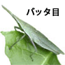 バッタ目