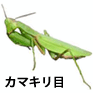 カマキリ目