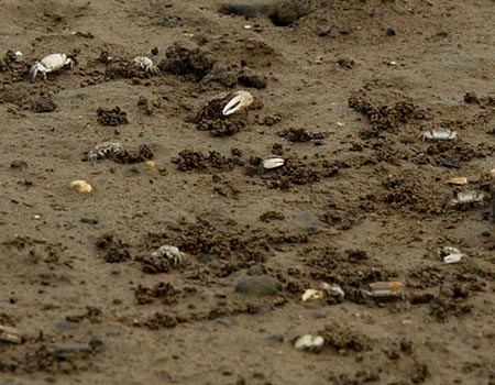 ハクセンシオマネキ