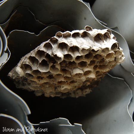 アシナガバチの巣