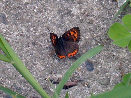 ベニシジミ表側