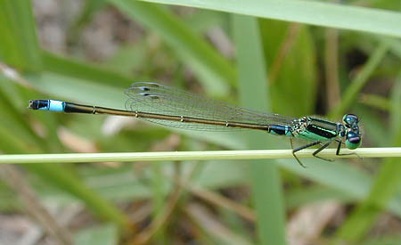 アオモンイトトンボ