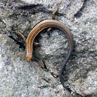 ニホントカゲ亜成体