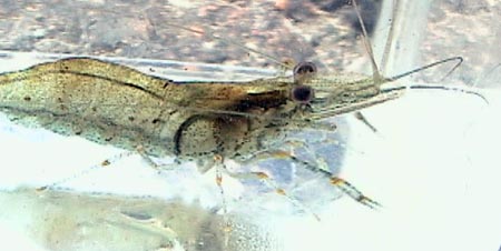 テナガエビのメス