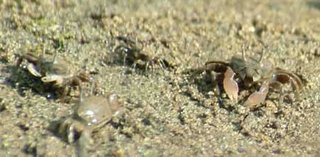 何というカニ？