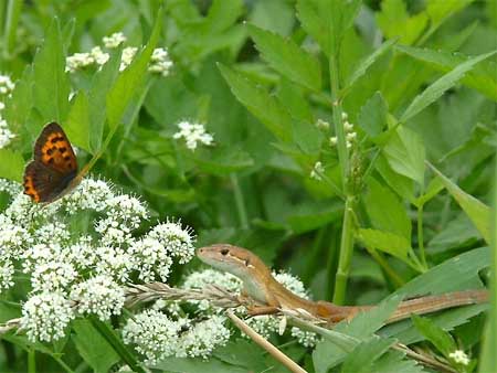セリとカナヘビ