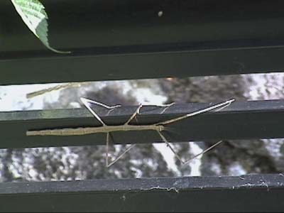 ナナフシモドキ