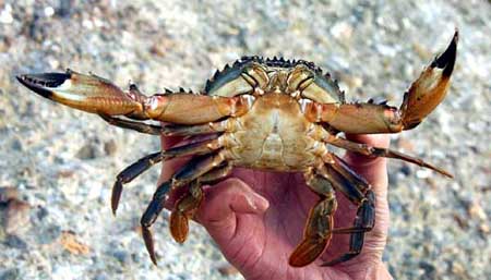 威嚇するイシガニ