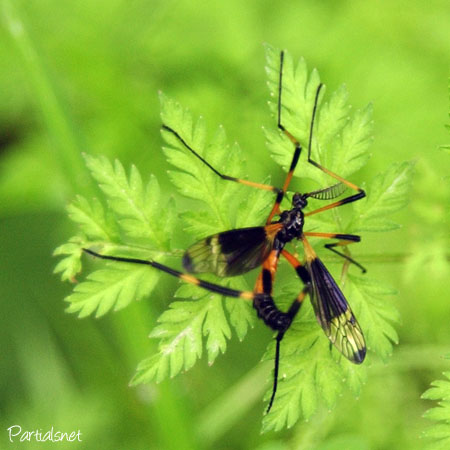 ベッコウガガンボ