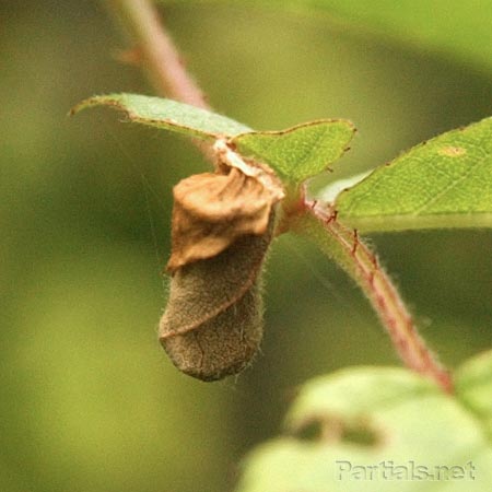 オトシブミの揺籃