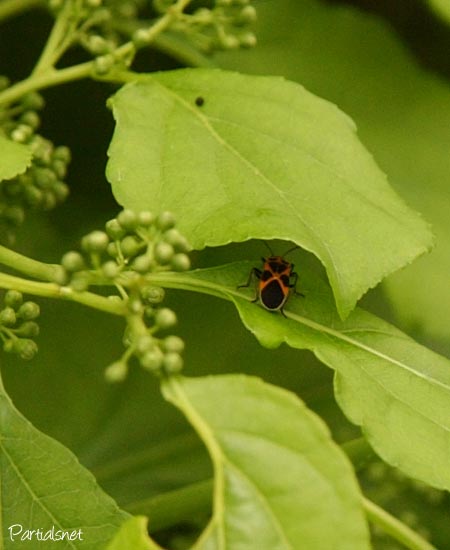 ヒメジュウジナガカメムシ