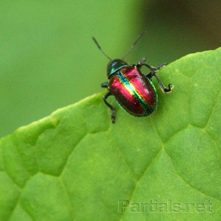 アカガネサルハムシ