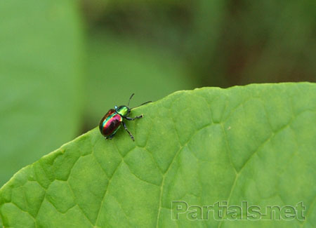 アカガネサルハムシ