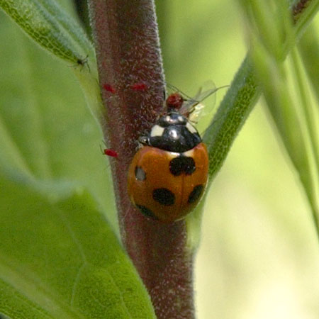 ナナホシテントウ