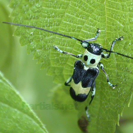 ラミーカミキリ