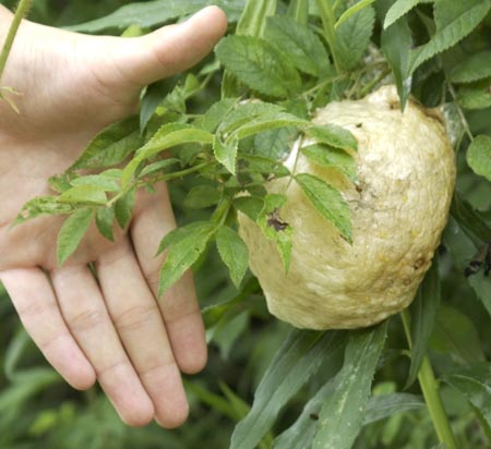 モリアオガエルの卵塊