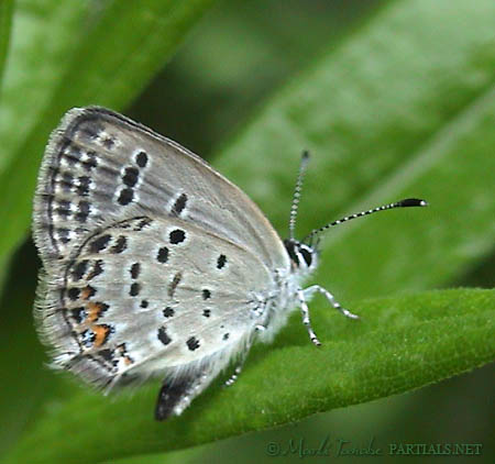 クロツバメシジミ