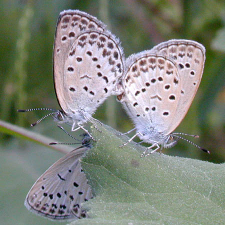 ヤマトシジミの交尾