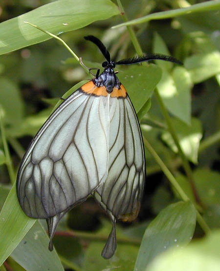 ウスバツバメガ