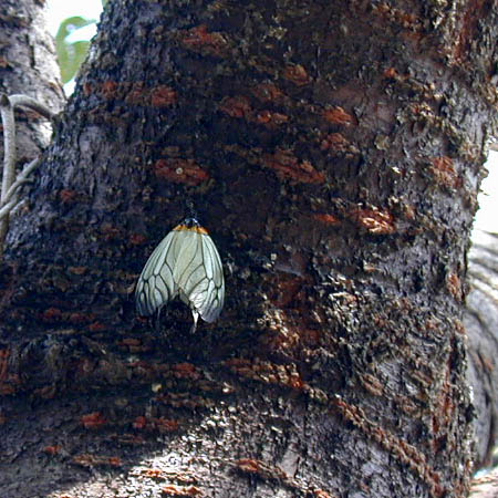 ウスバツバメガ