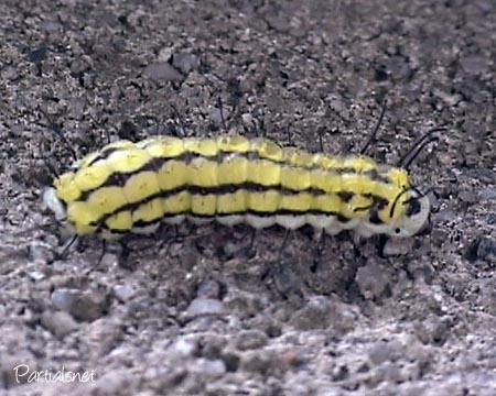 ウスバツバメガの幼虫