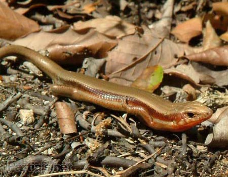 婚姻色のニホントカゲ