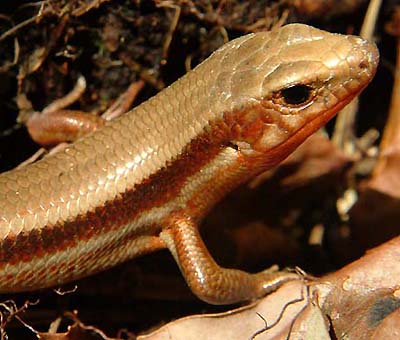 擬態するニホントカゲ