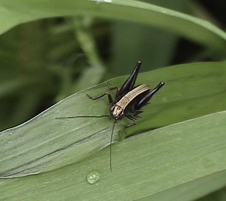 ヒメギスの幼虫