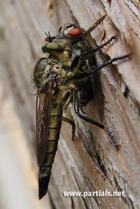 サキグロムシヒキ