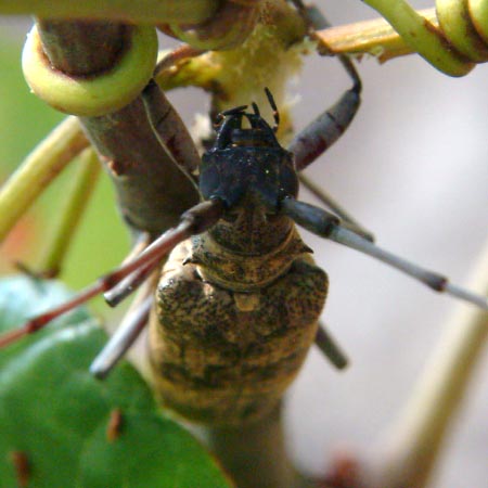 センノキカミキリ