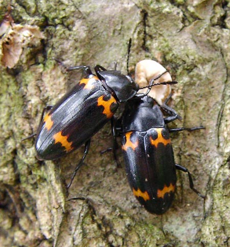 ヒメオビオオキノコムシ