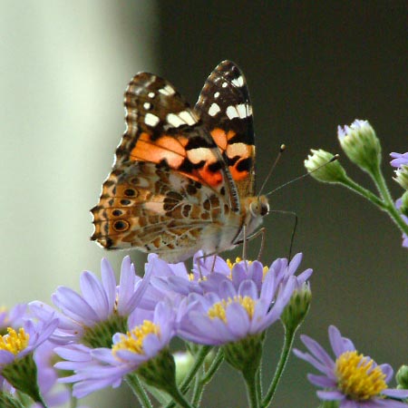 ヒメアカタテハのサイドショット