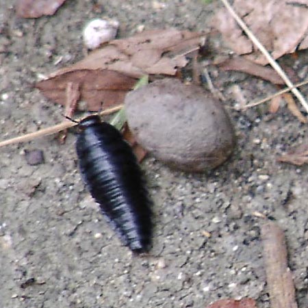 オオヒラタシデムシ幼虫