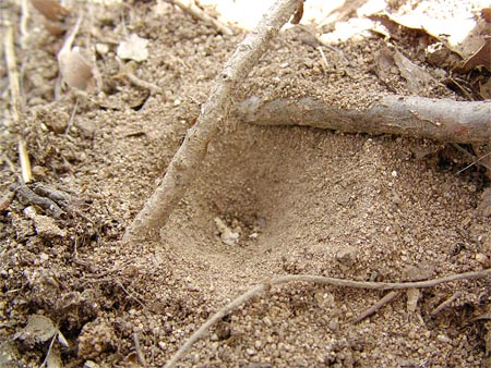 ウスバカゲロウの巣