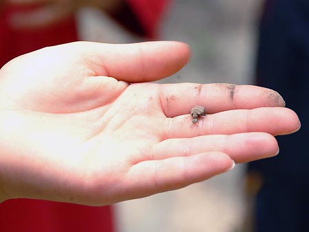 アリジゴク本体