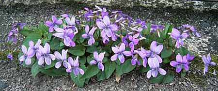 ツマグロヒョウモンの食草はスミレ