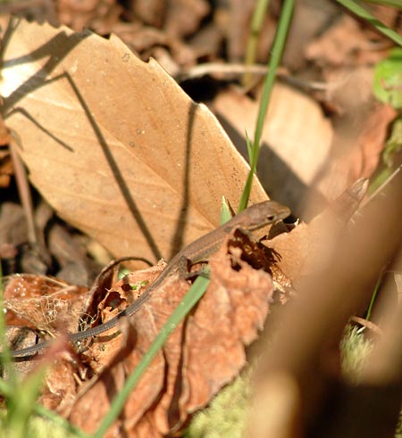 ニホンカナヘビ