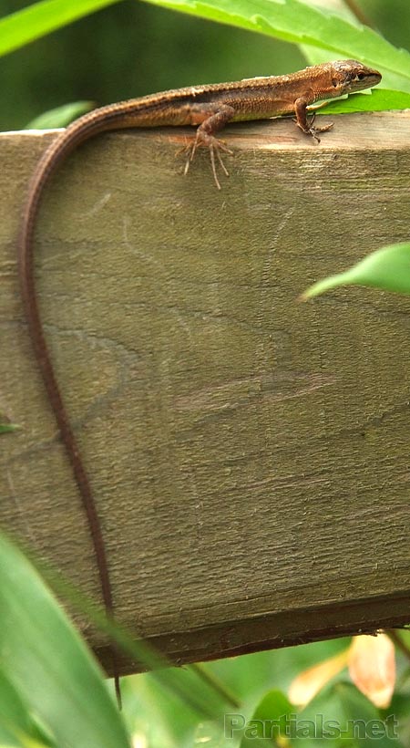 ニホンカナヘビ脱皮中