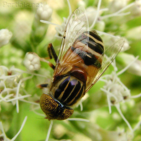 キゴシハナアブ