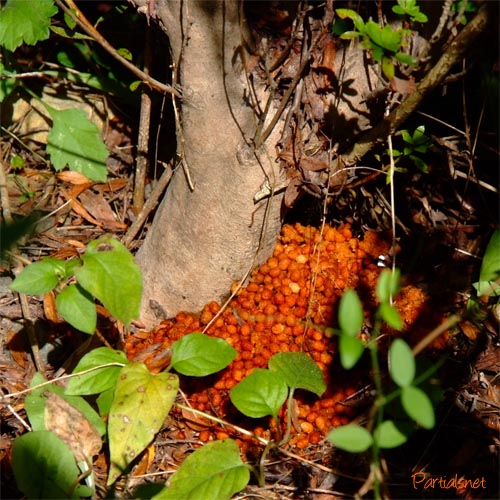 ゴマフボクトウの糞