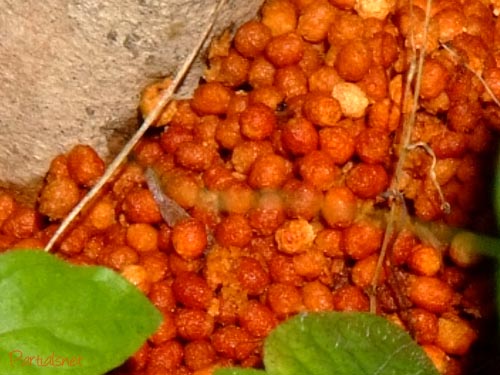 ゴマフボクトウのフン