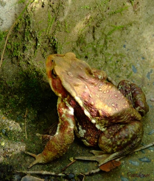 ニホンヒキガエル