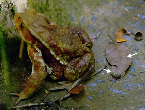 ニホンヒキガエル