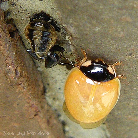 ナナホシテントウの羽化後