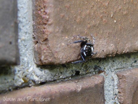 アダンソンハエトリ