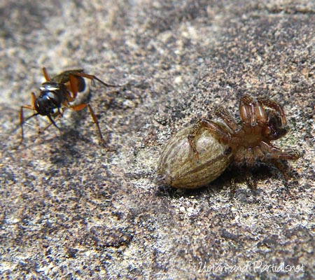 Agenioideus属と思われるが確証なし